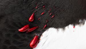 Schwarz-weisses Gefieder eines Tordalks mit Blutstropfen