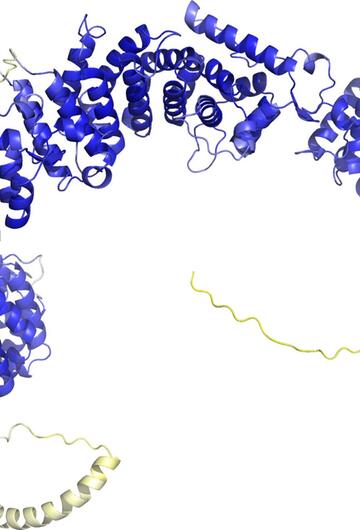 Protein DnaJ13