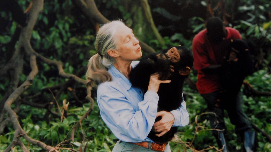 Jane Goodall mit einem Schimpansen auf dem Arm