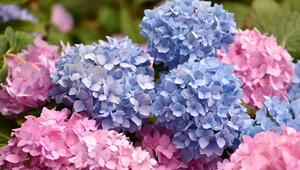 hortensie düngen