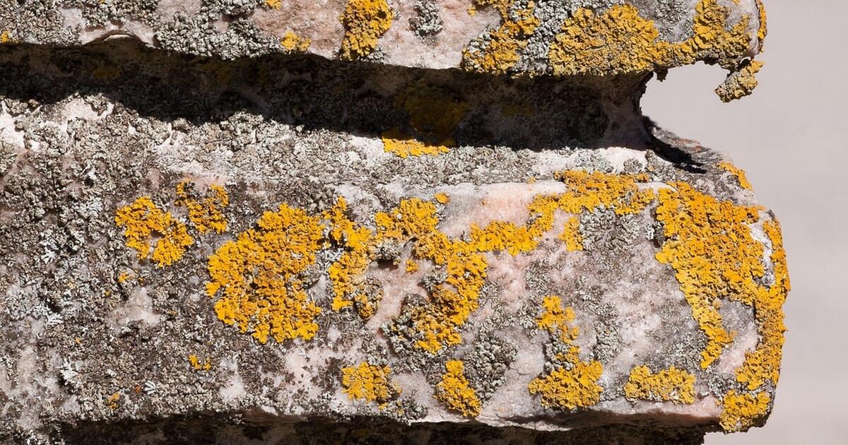 Flechten entfernen: Mit diesen natürlichen Hausmitteln gelingt es