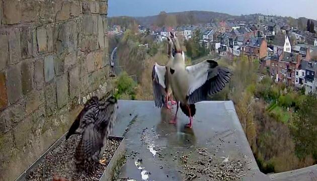 Attacke auf Kirchdach: Wanderfalke verteidigt Eier gegen Nilgänse