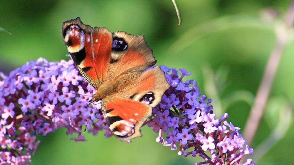 sommerflieder