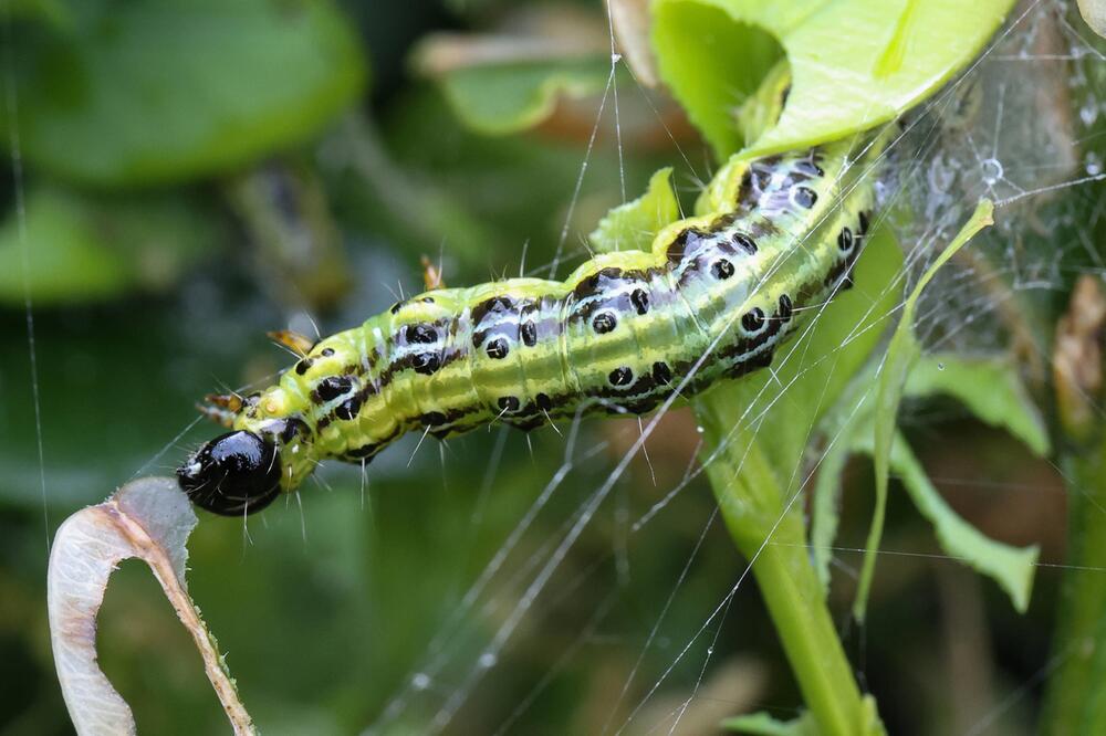 Raupe des Buchsbaumzünslers