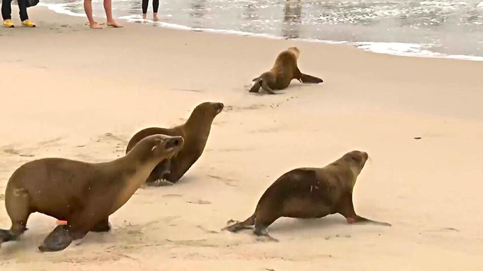 Giftige Algenblüte vorbei: Tierärzte in Kalifornien können junge Seelöwen freilassen