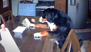 Clever katapultiert: Berner Sennenhund angelt sich Süssigkeit mit der Pfote