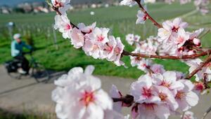 Mandelblüte - März-Bilanz DWD