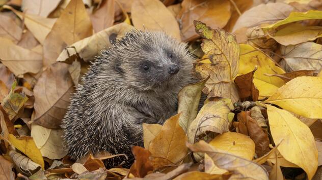 Ein europäischer Igel in einem Garten, der auf einem Haufen herbstfarbener Blätter ruht.