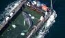 Aus der Ostsee abtransportierter Buckelwal