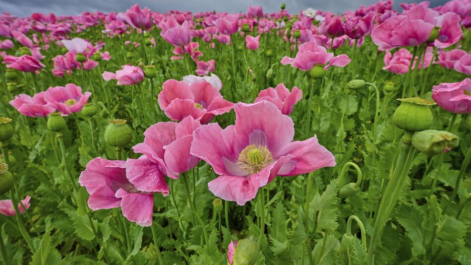 Schlafmohn