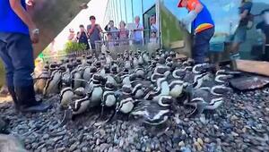 Kein Halten mehr: Dutzende Pinguine stürmen in japanischem Aquarium ins Becken