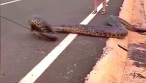 Fünf-Meter-Anakonda blockiert Autobahn – mutiger Autofahrer schreitet ein