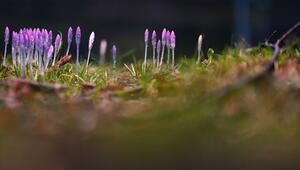 Frühlingsboten in Niedersachsen