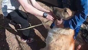 Mutige Rettung: Polizist bricht in brennendes Haus ein und rettet Hund unter Trampolin