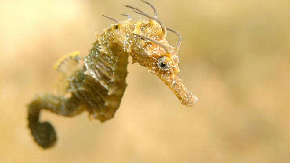 Das Seepferdchen Hippocampus hippocampus wird vermehrt im Wattenmmer entdeckt