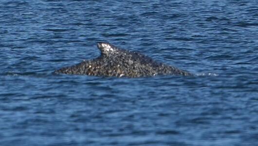 Wal an der Ostseeküste wieder frei