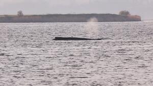 Buckelwal sitzt weiterhin vor Insel Poel fest