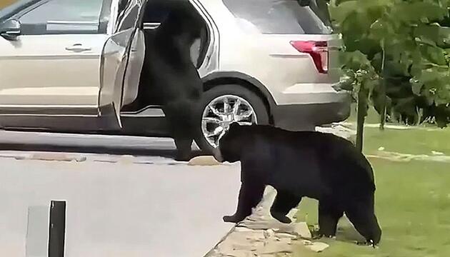 Raubtiere in Wohngebiet: Schwarzbär plündert unverschlossenes Auto in Tennessee