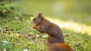 Ein Eichhörnchen hat eine Haselnuss im Maul und hält sie mit den Vorderbeinen.