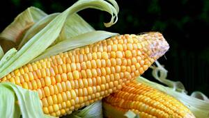 Milpa Beet