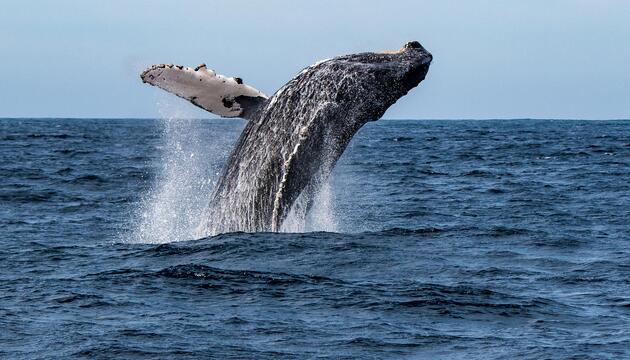 Buckelwal, Wale, Tiere, Lebensraum, Ozean, Klimawächter, Lebensraum