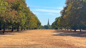 Gelb statt Grün im Hyde Park: Dürre lässt Londons Parks vertrocknen