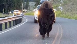 Boss der Strasse: Bison bringt den Verkehr im Yellowstone-Park zum Erliegen