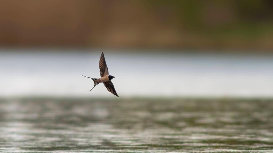 Schwalbe fliegt über das Wasser