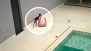 Bloss nicht nass werden: Kluge Hündin rettet ihr Bett vor dem Regen