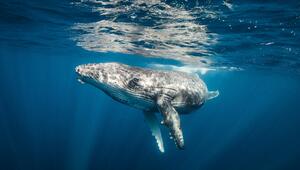 Buckelwal, Wale, Tiere, Lebensraum, Ozean, Klimawächter, Lebensraum