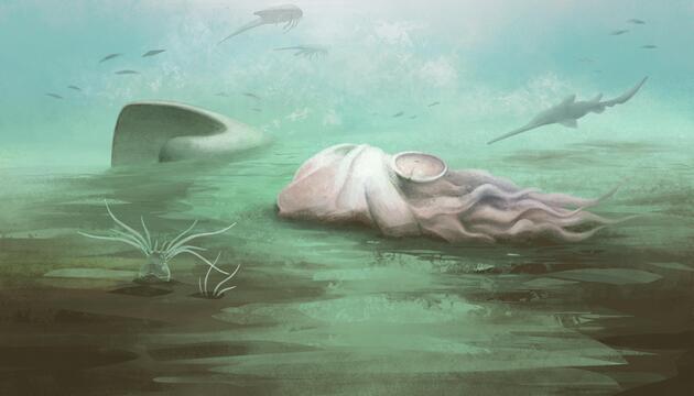  Fossil Pohlsepia mazonensis