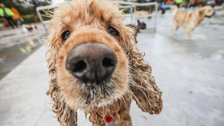 Cockerspaniel Jieno schaut in die Kamera