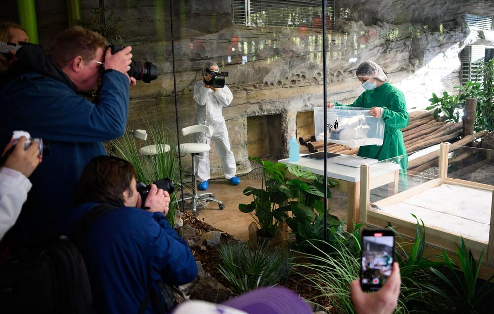 Panda-Nachwuchs im Zoo Berlin