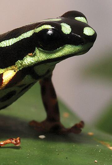 Pfeilgiftfrosch Ranitomeya aquamarina