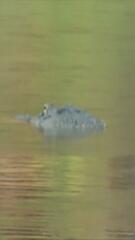 Tödlicher Vorfall in Florida: Alligator reisst Frau aus Kanu –