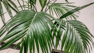 Eine grosse, grüne Topfpflanze befindet auf dem Boden.