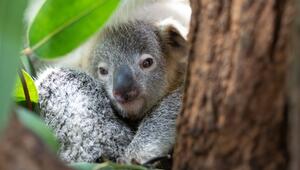 Koala Jungtier "Jingeri"
