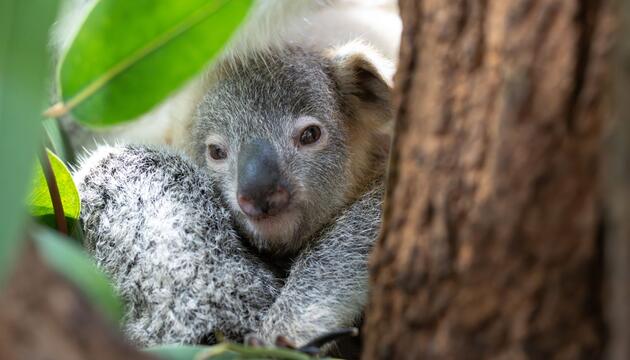 Koala Jungtier "Jingeri"