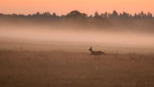 Reh springt durch den Morgennebel über ein Feld