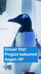 Grauer Star: Pinguin bekommt Augen-OP