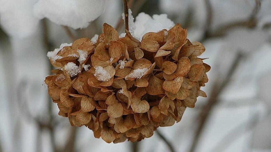 Hortensien überwintern