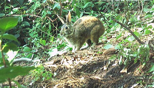 Omilteme-Kaninchen