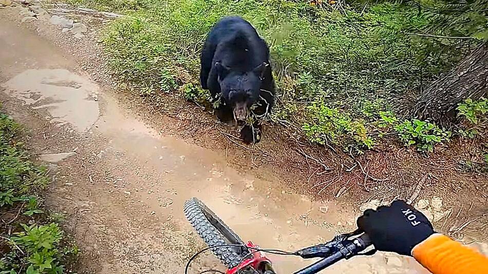 Schreck im Wald: Bär attackiert Mountainbiker in Kanada
