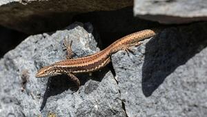 Die Madeira-Mauereidechse wird auch von Katzen erbeutet.