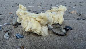 Weisse Klumpen an Stränden von Nordseeinseln angespült