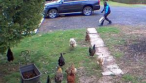 Hühner-Armee in der Einfahrt: Amazon-Fahrer stellt sich Herausforderung