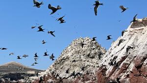 Mit Kacke an die Macht: Vogelkot schuf ein wohlhabendes Königreich