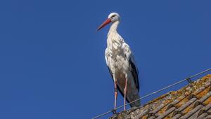 Ein Weissstorch sitzt auf einem Dach.
