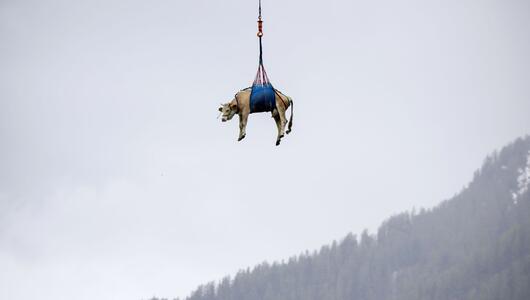 Eine Kuh wird in der Schweiz mit Hubschrauber evakuiert