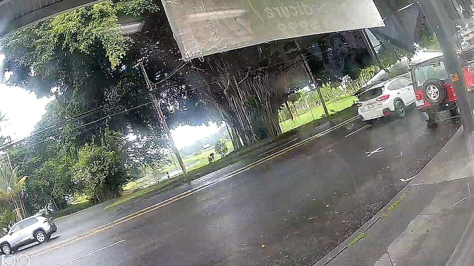 Gigant fällt um: Riesiger Banyanbaum kracht in Hawaii auf Strasse